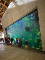 Seattle Aquarium | Mithun